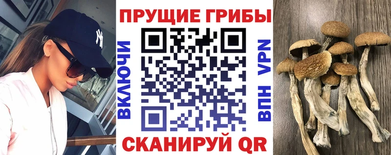 Галлюциногенные грибы мицелий  наркошоп  Богданович 
